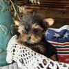 Black & tan female (extremely small)