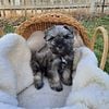 AKC Miniature Schnauzer pups