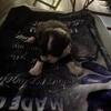 Baby shih tzu male pup