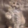 Maine coon Lynx Point Highlander Kittens 810-357-5915