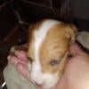 Australian shepherd Mix male 3