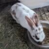 Very friendly Female bunny for sale