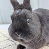 Adorable Black Netherland Dwarf Buck Looking For A Loving Home!