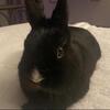 Netherland Dwarf Rabbit