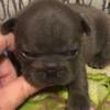 French bulldog male akc registered 