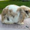 Breeding age mini lops