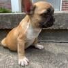 One female Frenchie French bulldog left for sale