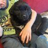 Golden Retriever x Newfoundland Puppies 