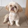 Shihtzu stud service