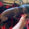 akc hairless blue male  blue