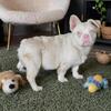 Pink fluffy frenchie