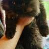 Precious cuddly pure male Persian kittens