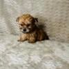 Payment plan available precious, tiny teacup blonde Yorkie