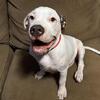 Edgar – ABKC Registered 5 Mo Old Male American Bully Puppy