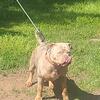 American Bully Lilac tri Merle stud