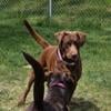 Labrador Retriever Puppies