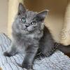Precious TICA Blue Solid Cherubim Ragdoll Kitten DNA Health Tested