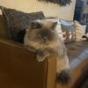 Immediately Rehoming -Himalayan/Doll face Persians