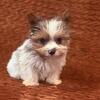 Morkie Maltese Yorkie puppy
