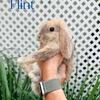 Baby Holland Lop Bunnies