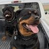 AKC Rottweiler puppies