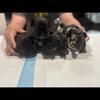 Financing available for Frenchies puppies 