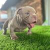 8 week Old Exotic Bully Puppies