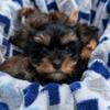 Miniature Yorkshire terrier Yorkie puppies male female