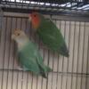 Lovebird pair