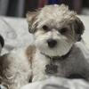 Beautiful Trained Maltipoo – Loving Companion – 3 Years Old