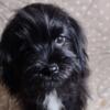 Small shihpoo puppies CKC registered