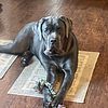 1 Year Old Female Cane Corso