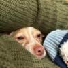 Free dog Italian Greyhound Mix