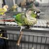 2 CONURES, 2 AND 1 YEAR OLD WITH LARGE CAGE