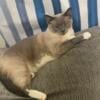 Blue siamese snowshoe mix for rehoming