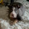 Blue eyed tri color pit bulls