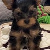 YORKIE PUPPIES 2 little boys available