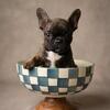 Frenchton Puppies