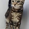 Sepia Marble Female Bengal - trades welcome