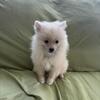 Pomeranian male