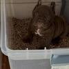 Exotic Bully Puppies