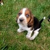 Basset hound puppies