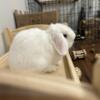 BEW purebred Holland Lop 9 month old buck for sale