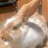New Zealand and netherland dwarf bunny rabbits