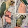 Turquoise Greencheek Conures