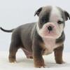 Duke bully hybrid puppy