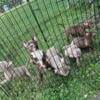 American bullies for sale