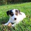 CKC Registered Jack Russell Terrier pups