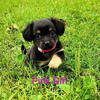 Mini Chiweenie Puppies!!
