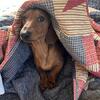Male Mini Dachshund